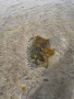 Starreklinte_10-6