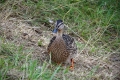 01_8_18_Urquhart Castle (9)