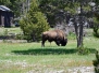 Yellowstone