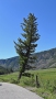 Yellowstone_D-1