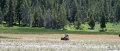 Yellowstone_D-18
