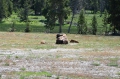 Yellowstone_D-21