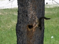 Yellowstone_D-46