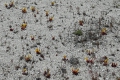 Yellowstone_D-50