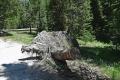 Yellowstone_D-57