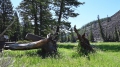 Yellowstone_D-8