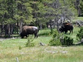 Yellowstone_D-93