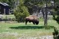 Yellowstone_D-94