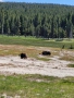 Yellowstone_E-42