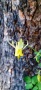 Yellowstone_S-21